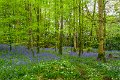 Springtime in Monaghan 2013 (9)